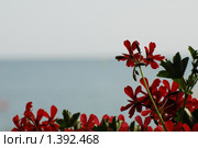 Морская фрейзия. Стоковое фото, фотограф Лотков Лель / Фотобанк Лори