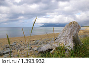 Серый пень в серый день на берегу острова Кунашир, Курилы (2009 год). Редакционное фото, фотограф RedTC / Фотобанк Лори