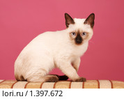 Котенок. Стоковое фото, фотограф Александр Егорин / Фотобанк Лори