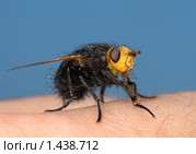 Большая ежемуха (Tachina grossa) сидит на моем пальце. Стоковое фото, фотограф Владимир Блинов / Фотобанк Лори