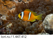 Рыба-клоун - Двухполосый амфиприон (Amphiprion bicinctus) - Красном море, Синай, Египет. Стоковое фото, фотограф Виктор Савушкин / Фотобанк Лори