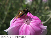 Ильница сходная (Heliophilus affinis), муха из семейства журчалок (Syrphidae), на цветке лихниса корончатого (Lychnis coronaria) Стоковое фото, фотограф Заноза-Ру / Фотобанк Лори