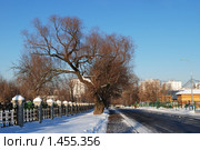 Красивое большое дерево рядом с дорогой. Стоковое фото, фотограф E. O. / Фотобанк Лори