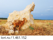 Архар (2009 год). Стоковое фото, фотограф Елена Филина / Фотобанк Лори