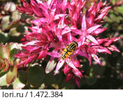Ильница сходная (Heliophilus affinis), муха из семейства журчалок (Syrphidae), на цветах седума или очитка (Sedum), сем. Толстянковые. Стоковое фото, фотограф Заноза-Ру / Фотобанк Лори