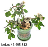 Крассула (Crassula ovata). Денежное дерево в горшке на белом фоне. Стоковое фото, фотограф Юрий Брыкайло / Фотобанк Лори