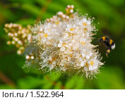 Рябинник рябинолистный (Sorbaria sorbifolia) и шмель. Стоковое фото, фотограф Алёшина Оксана / Фотобанк Лори