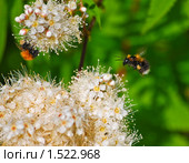 Рябинник рябинолистный (Sorbaria sorbifolia) и шмели. Стоковое фото, фотограф Алёшина Оксана / Фотобанк Лори