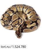 Питон королевский, Python regius. Стоковое фото, фотограф Василий Вишневский / Фотобанк Лори