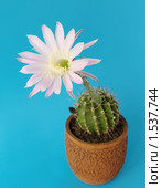 Цветущий кактус Echinopsis hybrid. Стоковое фото, фотограф Галина Хорошман / Фотобанк Лори