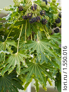 Плоды и листья фатсии (Fatsia japonica). Дендрарий. Стоковое фото, фотограф Елена Писклова / Фотобанк Лори