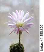 Цветок кактуса Echinopsis hybrid. Стоковое фото, фотограф Галина Хорошман / Фотобанк Лори