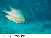 Рыба-ласточка - Amblyglyphidodon leucogaster - Красном море, Синай, Египет. Стоковое фото, фотограф Виктор Савушкин / Фотобанк Лори