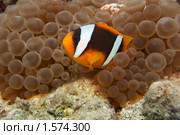 Рыба-клоун в гнезде из анемонов - Двухполосый амфиприон (Amphiprion bicinctus) - Красное море, Синай, Египет. Стоковое фото, фотограф Виктор Савушкин / Фотобанк Лори