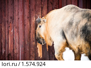 Сычуаньский такин, Budorcas taxicolor tibetana. Стоковое фото, фотограф Евгений Захаров / Фотобанк Лори