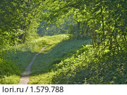 Тропинка в лесу. Стоковое фото, фотограф Сергей Уланенков / Фотобанк Лори