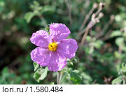 Ладанник  (Cistus incanus) Стоковое фото, фотограф Irina Opachevsky / Фотобанк Лори