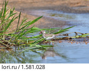 Трехполосый зуек (Charadrius tricollaris) на мелководье. Стоковое фото, фотограф Кирина Елизавета / Фотобанк Лори