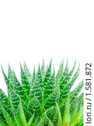 Алоэ остистое (Aloe aristata)  на белом фоне. Стоковое фото, фотограф Виталий Радунцев / Фотобанк Лори