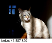 Кошка. Стоковое фото, фотограф Алексей Дектерев / Фотобанк Лори