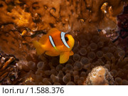 Рыба-клоун - Двухполосый амфиприон (Amphiprion bicinctus) - Красное море, Синай, Египет. Стоковое фото, фотограф Виктор Савушкин / Фотобанк Лори