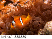 Рыба-клоун прячется среди анемонов - Двухполосый амфиприон (Amphiprion bicinctus) Стоковое фото, фотограф Виктор Савушкин / Фотобанк Лори