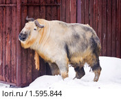 Сычуаньский такин. Стоковое фото, фотограф Сергей Лаврентьев / Фотобанк Лори