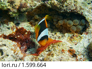 Рыба-клоун у гнезда с икрой, рядом анемоны - Двухполосый амфиприон (Amphiprion bicinctus) - Красное море, Синай, Египет. Стоковое фото, фотограф Виктор Савушкин / Фотобанк Лори