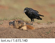 Сурок и ворон. Стоковое фото, фотограф Наталья Савельева / Фотобанк Лори