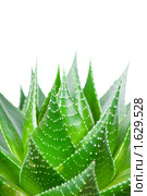 Алоэ остистое (лат. Aloe aristata) на белом фоне. Стоковое фото, фотограф Виталий Радунцев / Фотобанк Лори