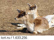 Косуля. Стоковое фото, фотограф Михаил Борсов / Фотобанк Лори