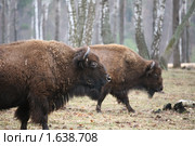 Бизоны (2010 год). Редакционное фото, фотограф Наталья Волкова / Фотобанк Лори