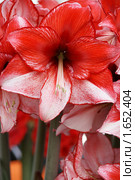 Гиппеаструм (hippeastrum) Стоковое фото, фотограф Natalia Nemtseva / Фотобанк Лори