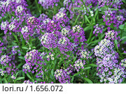Лобулярия морская — L. maritima (L.) Desv. (syn. Алиссум морской — Alyssum maritimum Lam.) Стоковое фото, фотограф lana1501 / Фотобанк Лори