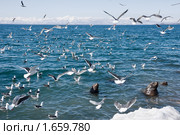 Морской пейзаж. Камчатка. Стоковое фото, фотограф Ирина Игумнова / Фотобанк Лори