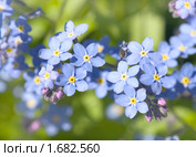 Незабудка (Myosótis) Стоковое фото, фотограф Наталия Шевченко / Фотобанк Лори