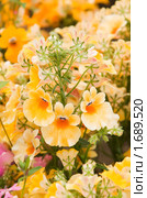 Немезия (Nemesia strumosa) Стоковое фото, фотограф Ирина Игумнова / Фотобанк Лори