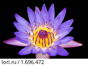 Лотос (Nelumbo nucifera) на черном фоне. Стоковое фото, фотограф Ирина Игумнова / Фотобанк Лори