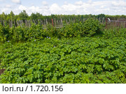 Гряды картофеля. Стоковое фото, фотограф Светлана Силецкая / Фотобанк Лори
