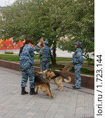 Минутка отдыха (Кинологи с собаками перед репетицией парада Победы) (2010 год). Редакционное фото, фотограф Валерия Попова / Фотобанк Лори