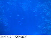На глубине морской (фон) Стоковое фото, фотограф Юлия Машкова / Фотобанк Лори
