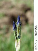 Забайкалье, ирис( Iris sanguinea Donn), распускающийся бутон. Стоковое фото, фотограф Валерий Лаврушин / Фотобанк Лори