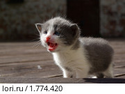 Писк котенка. Стоковое фото, фотограф Юлия Белоусова / Фотобанк Лори