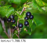 Черная смородина.(Ribes nigru) Стоковое фото, фотограф Алёшина Оксана / Фотобанк Лори