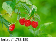 Малина обыкновенная, (Медвежья ягода) в тени. (Rubus idaeus) (2009 год). Редакционное фото, фотограф Алёшина Оксана / Фотобанк Лори