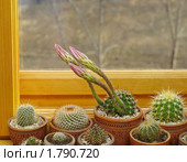 Кактусы. бутоны Echinopsis hybrid. Стоковое фото, фотограф Галина Хорошман / Фотобанк Лори