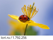 Божья коровка. Стоковое фото, фотограф Пак Кира / Фотобанк Лори