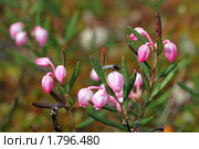 Подбел многолистный — Andromeda polifolia L. Цветок и комар на нём. Стоковое фото, фотограф Григорий Писоцкий / Фотобанк Лори