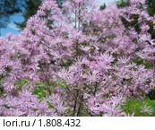 Василистник водосборолистный (Thalictrum aquilegifolium), сем. Лютиковые. Стоковое фото, фотограф Заноза-Ру / Фотобанк Лори