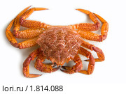 Краб волосатик (Erimacrus isenbeckii ) Стоковое фото, фотограф Ирина Игумнова / Фотобанк Лори